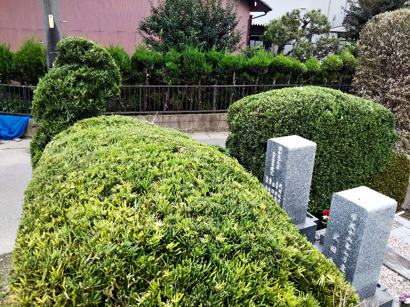 pruning20241021.jpg